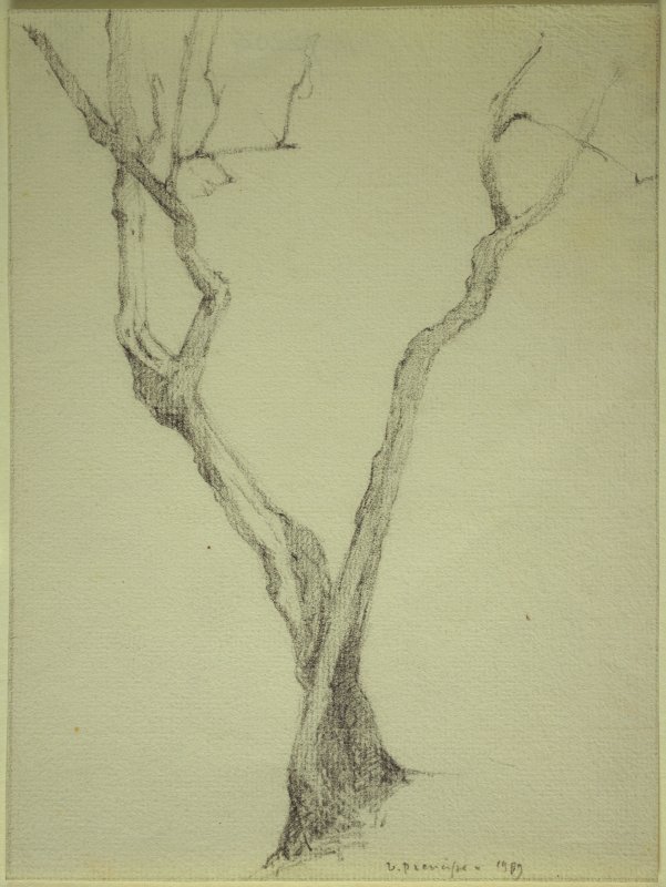 1909 - Albero